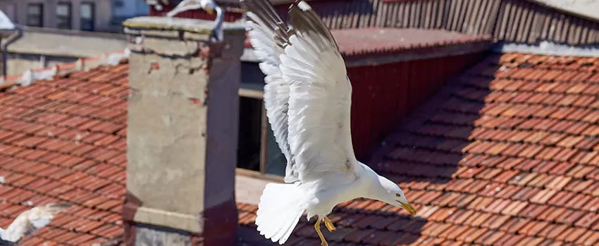 Residential Chimney Animal Removal Solution in Lafayette, CO