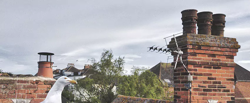 Chimney Cleaning And Restoration in Lafayette, Colorado